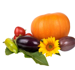 Lorem Ipsum is simply dummy 5